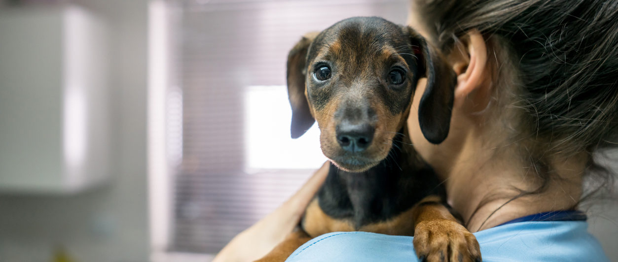 Portrait of a cute little dachshund carried by an unrecognizable woman at the veterinarian